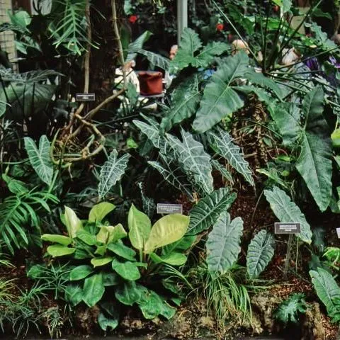 thumbnail for publication: Alocasia spp. Elephant's Ear